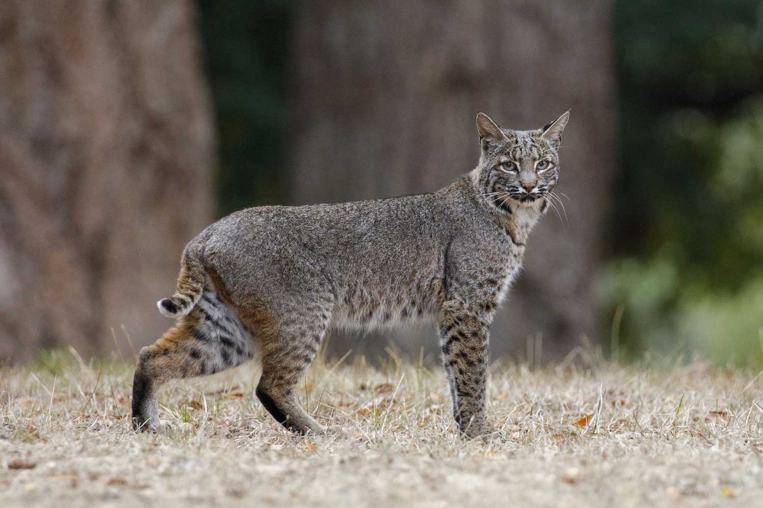 A bobcat standing in short grass.