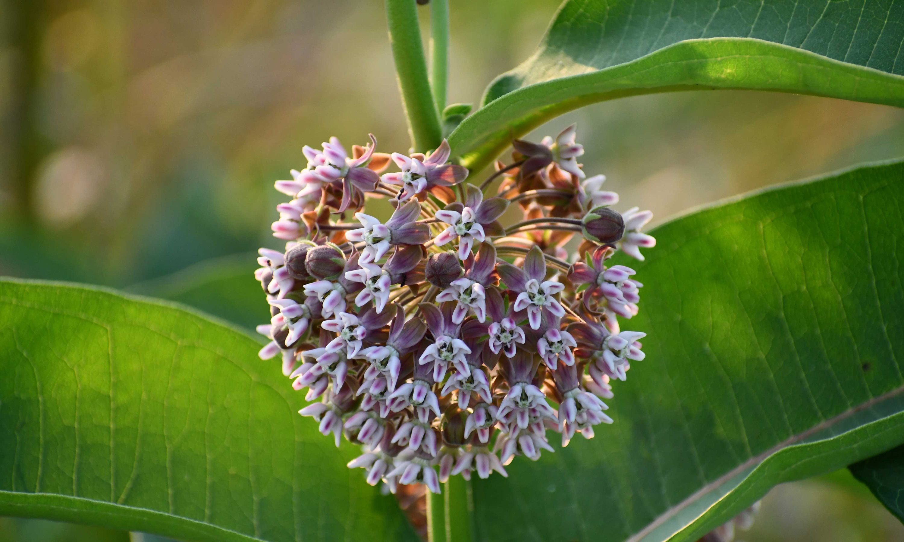 Close-up of common milkweed.
