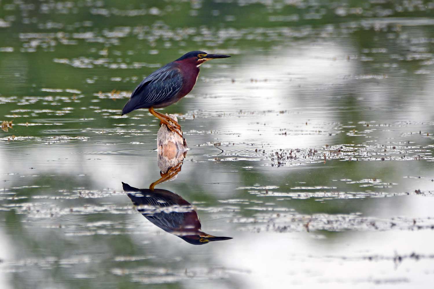 A green heron perched on a branch sticking out of the water reflected on the calm surface.