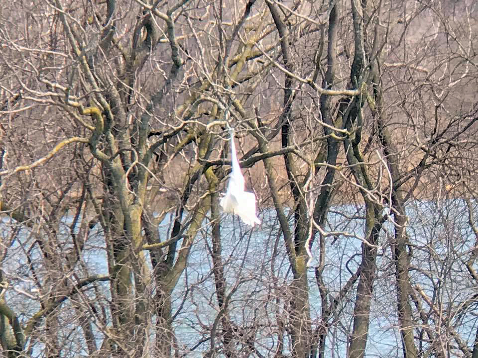 Dead egret hanging from a branch