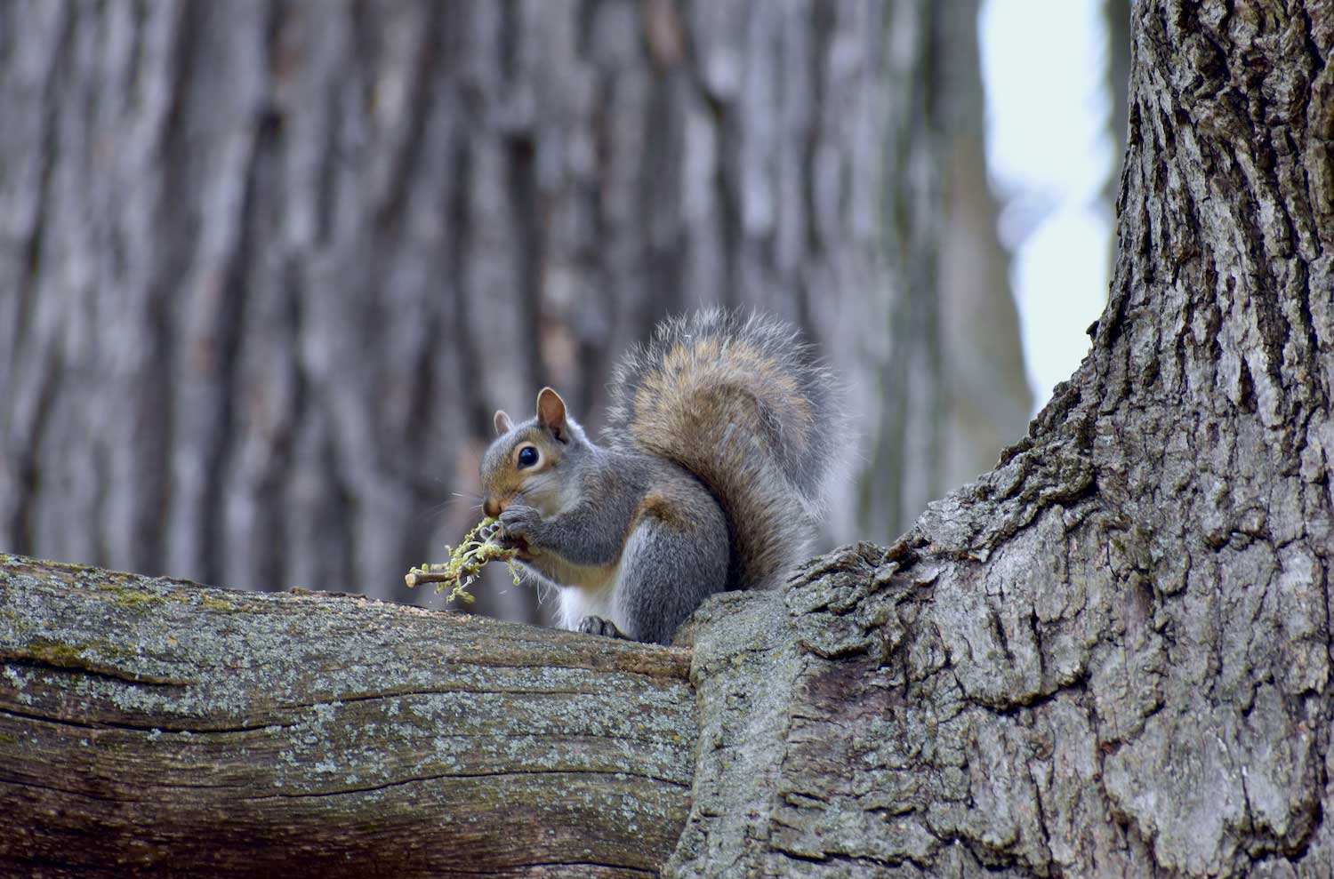 A squirrel eating in a tree