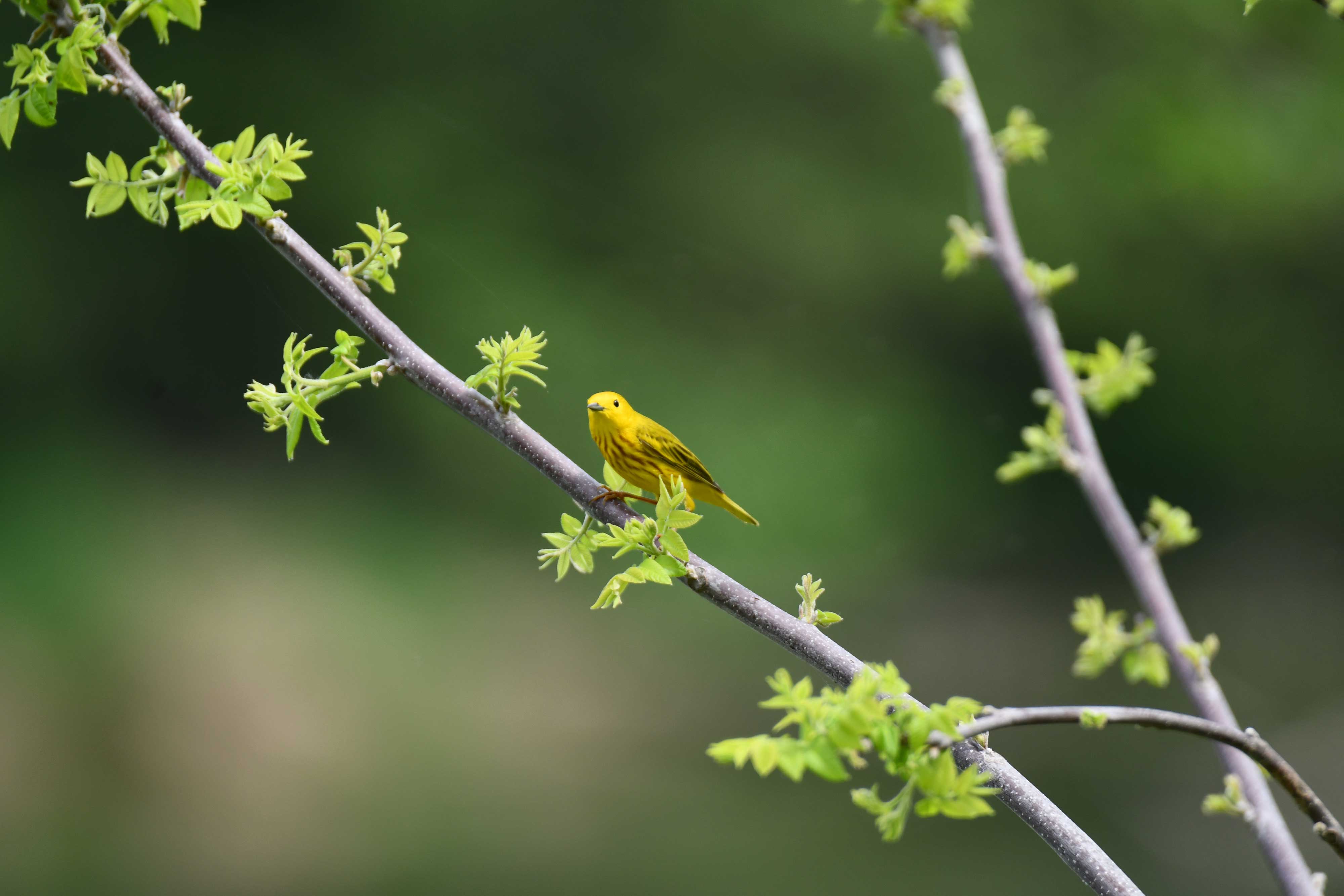 A yellow warbler at McKinley Woods.