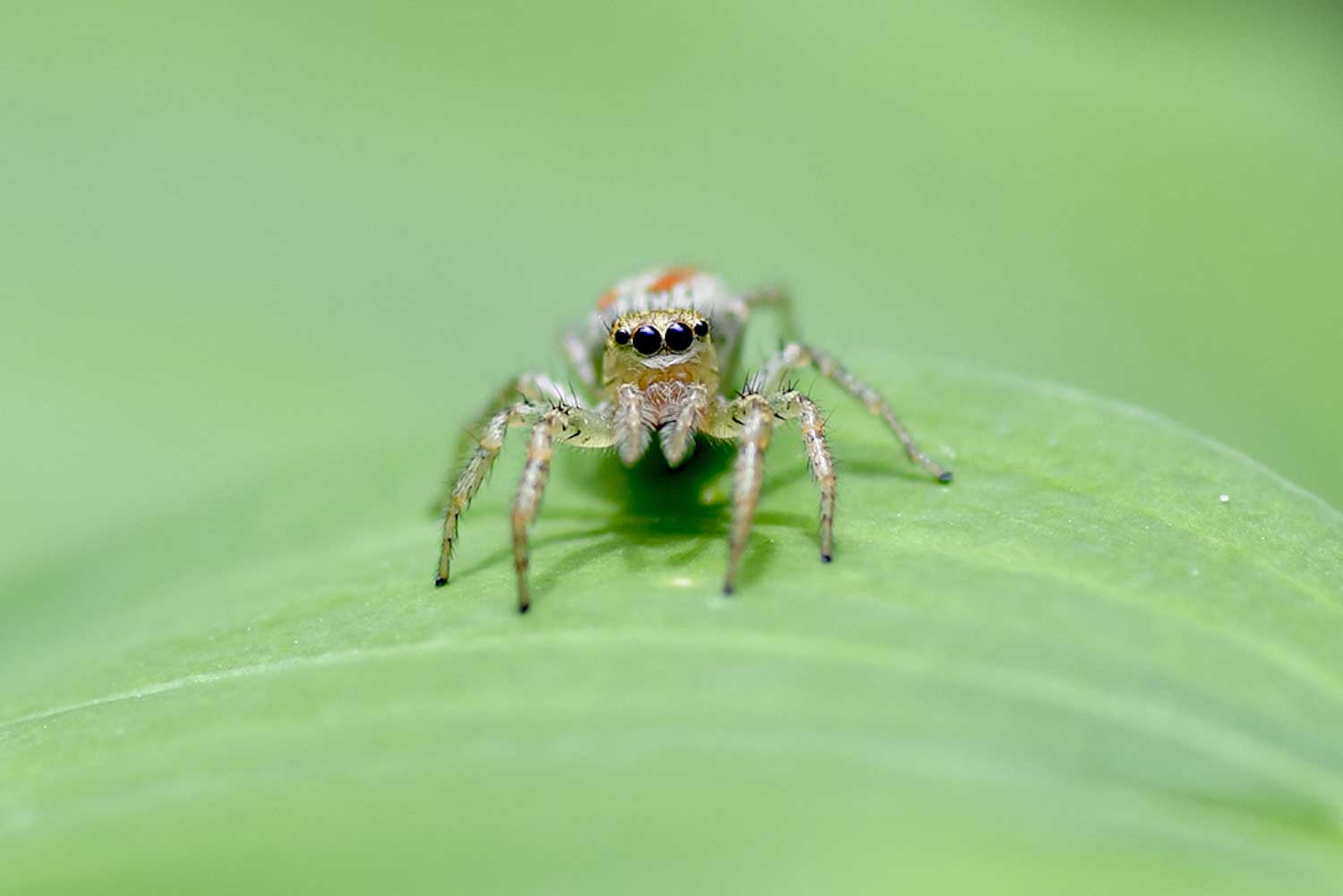 A spider on a leaf.
