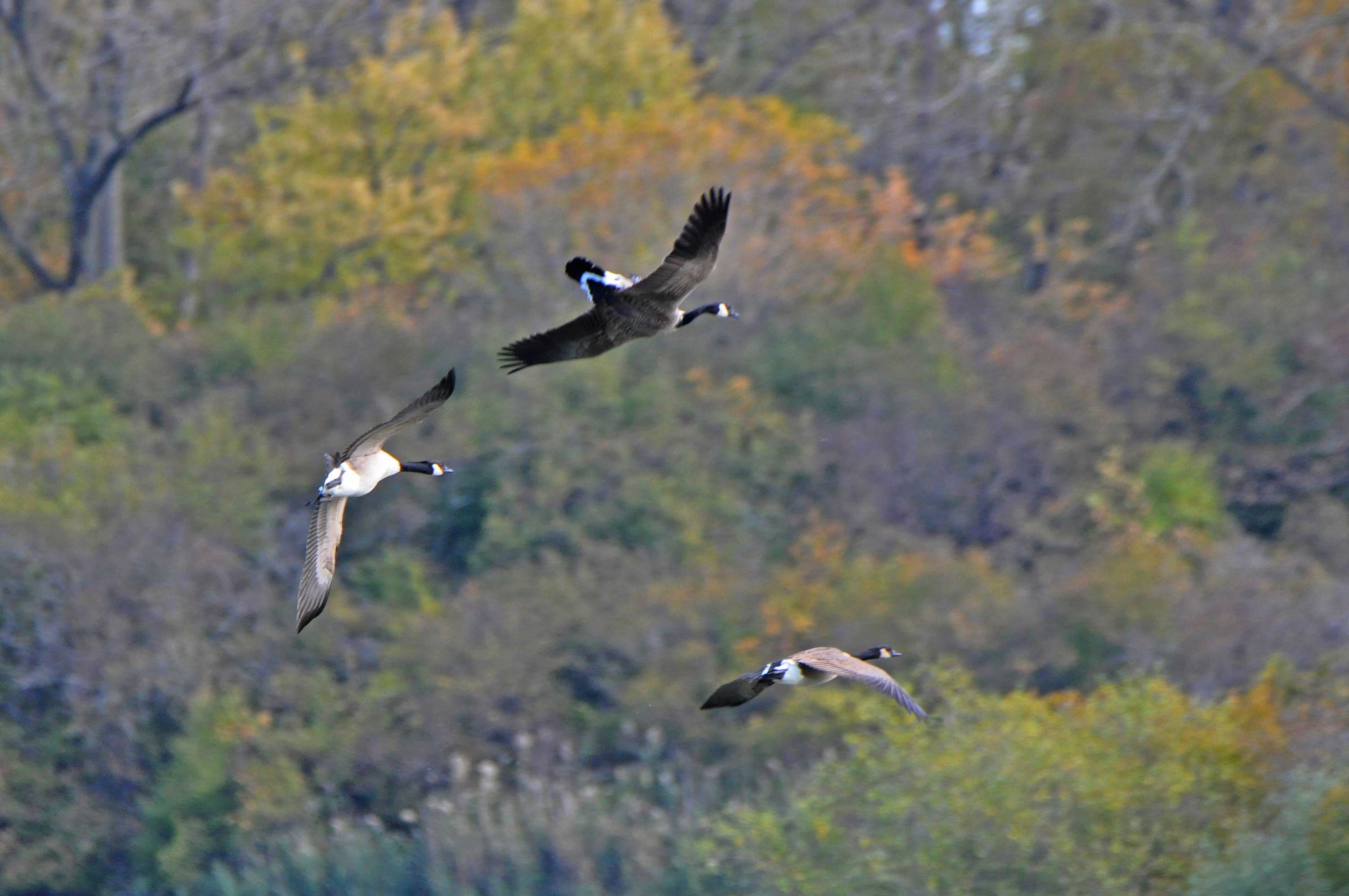 A Canada goose flying upside down.