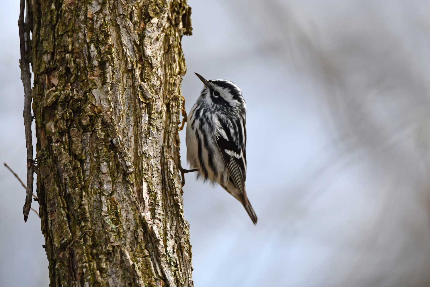 A black and white warbler on a tree trunk.