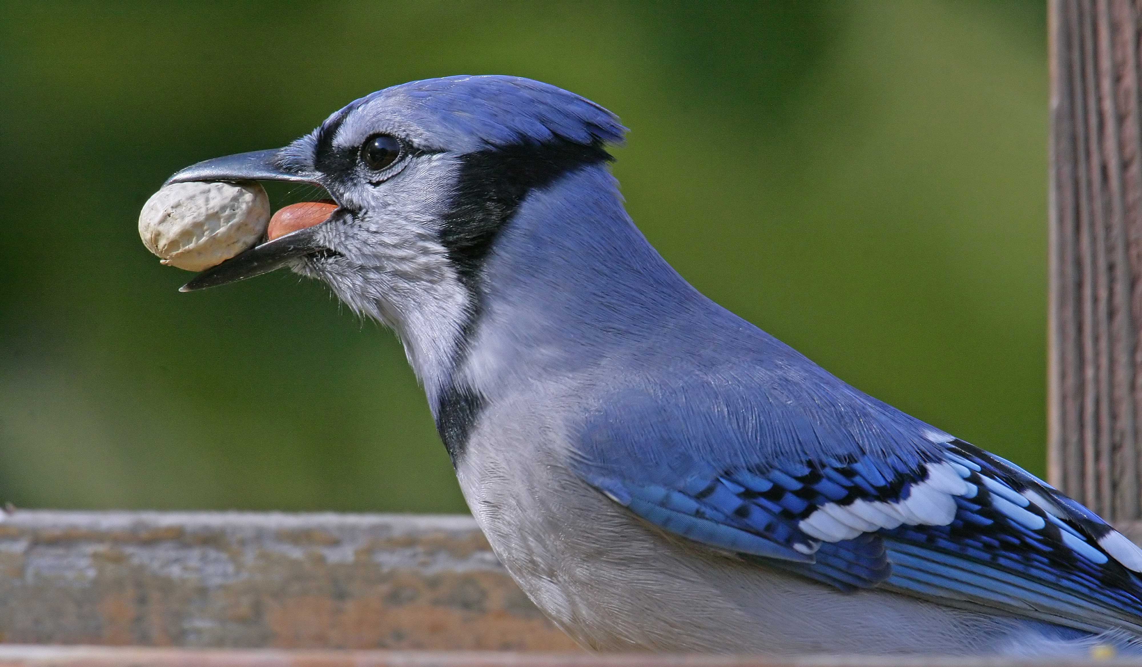 A blue jay with a nut in its mouth.