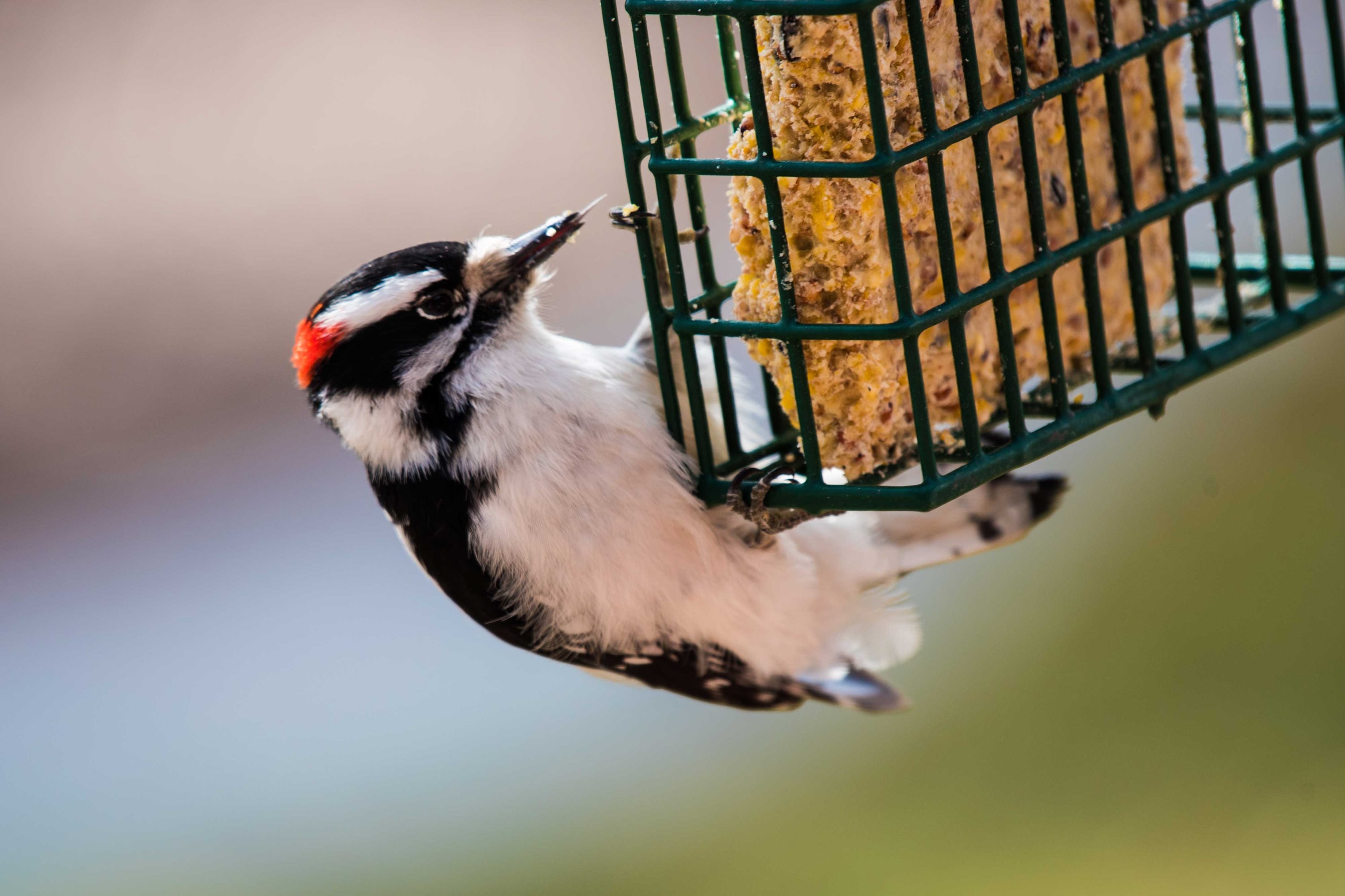 A downy woodpecker eating suet.