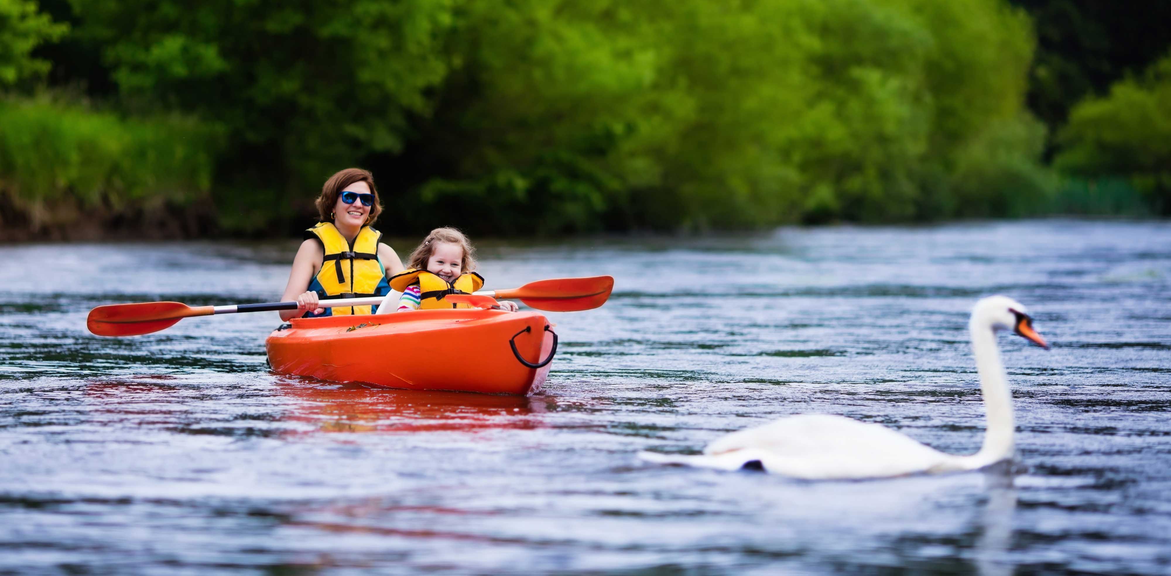 Two kayakers in a tandem kayak looking at a swan.