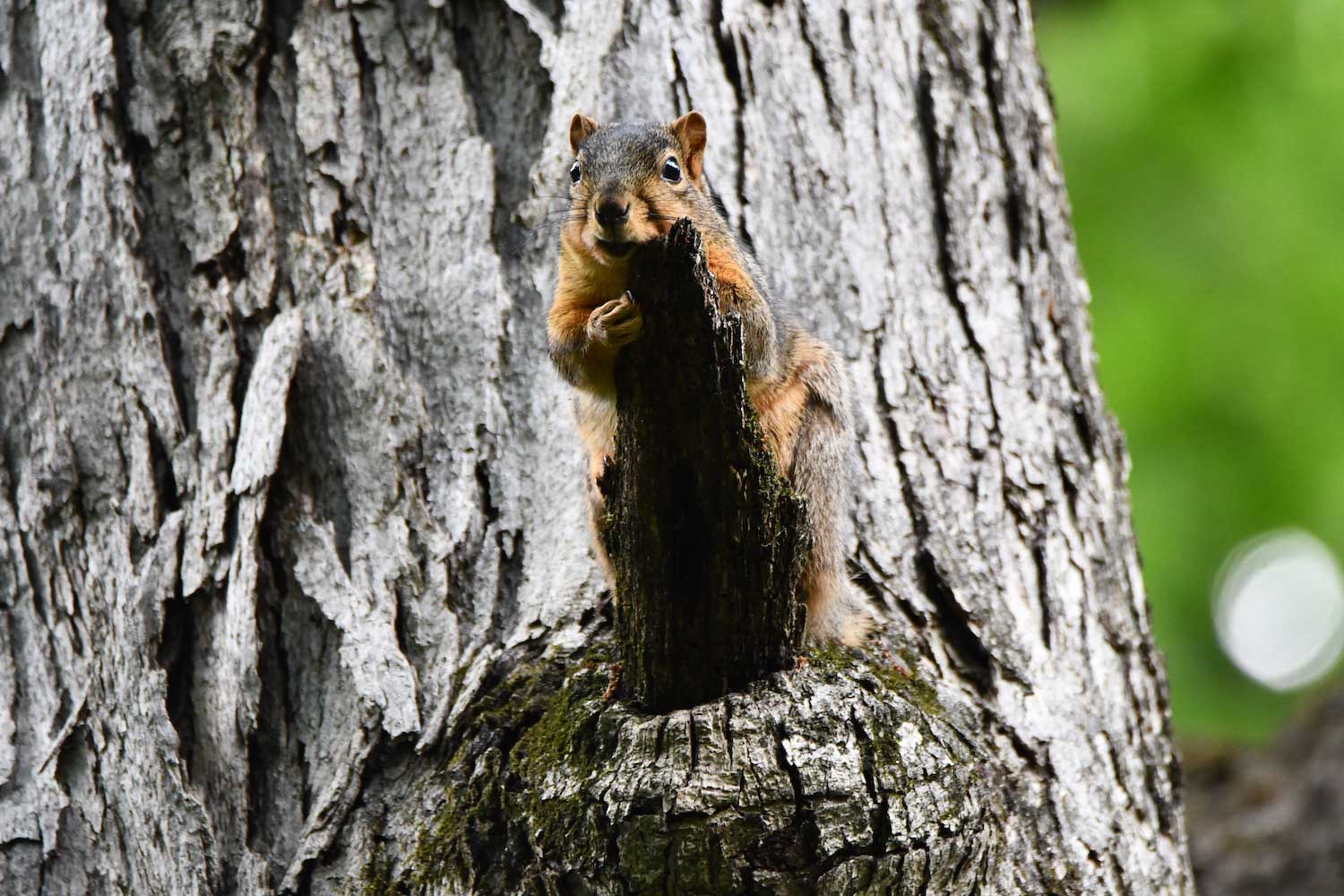 A red squirrel laying on a short broken branch coming out of a tree trunk.