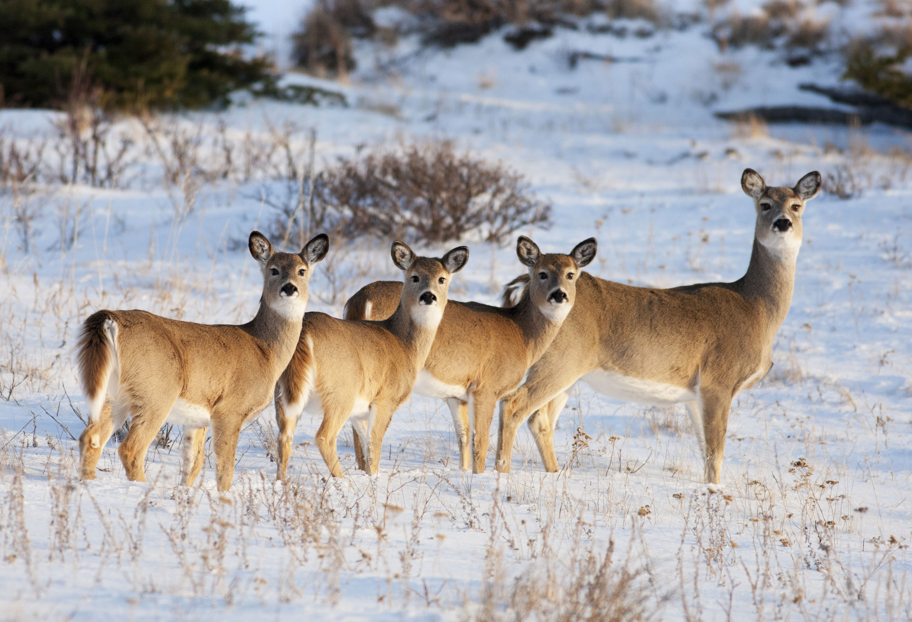 Four deer standing in a snow-covered field looking at the camera.
