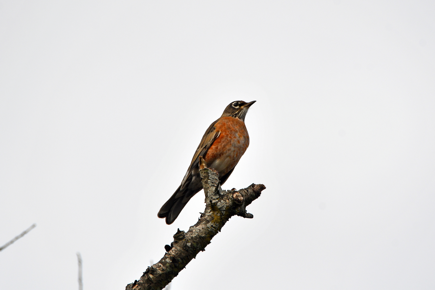 A robin perched on a branch.