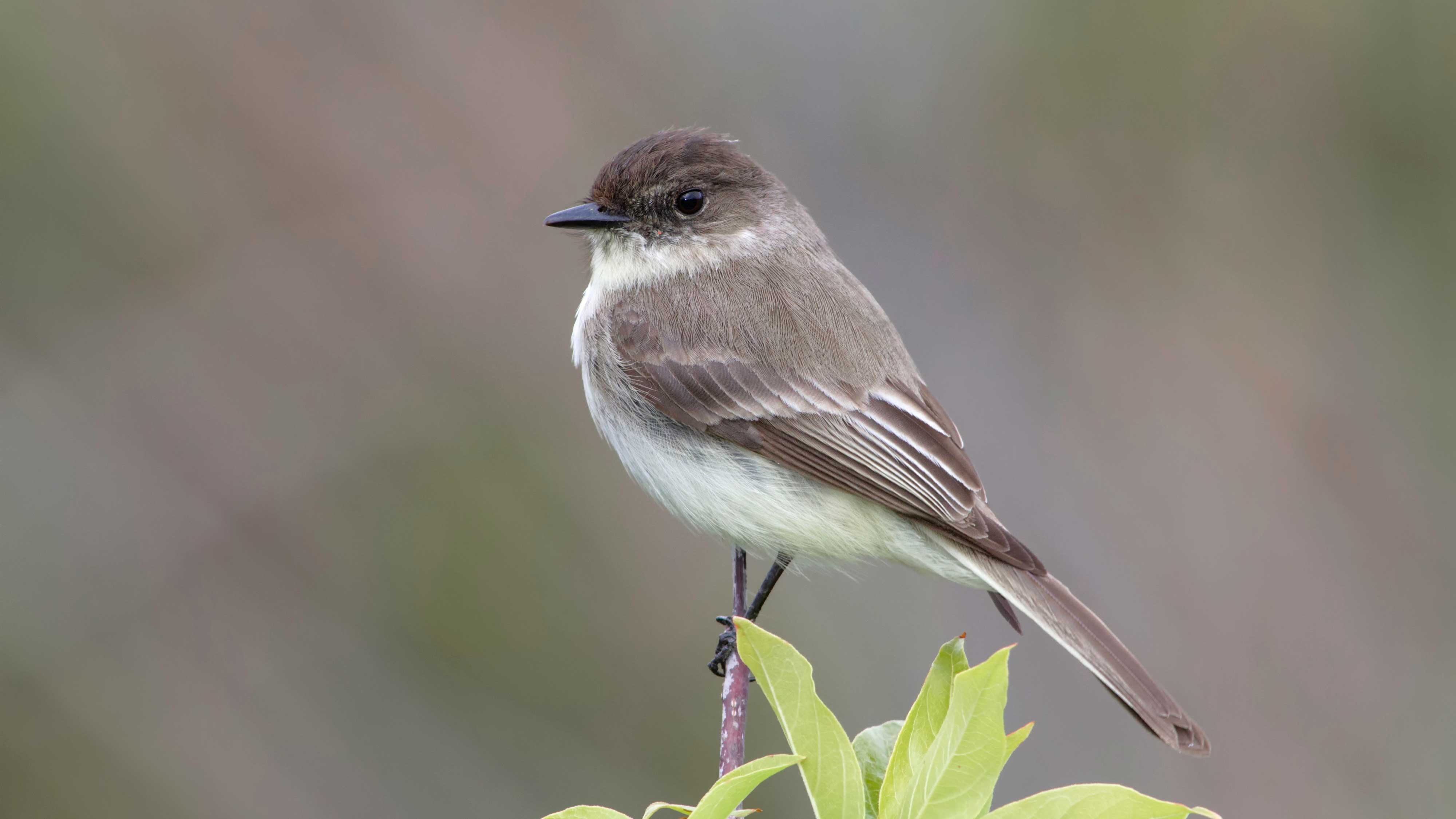 An eastern phoebe on a branch.