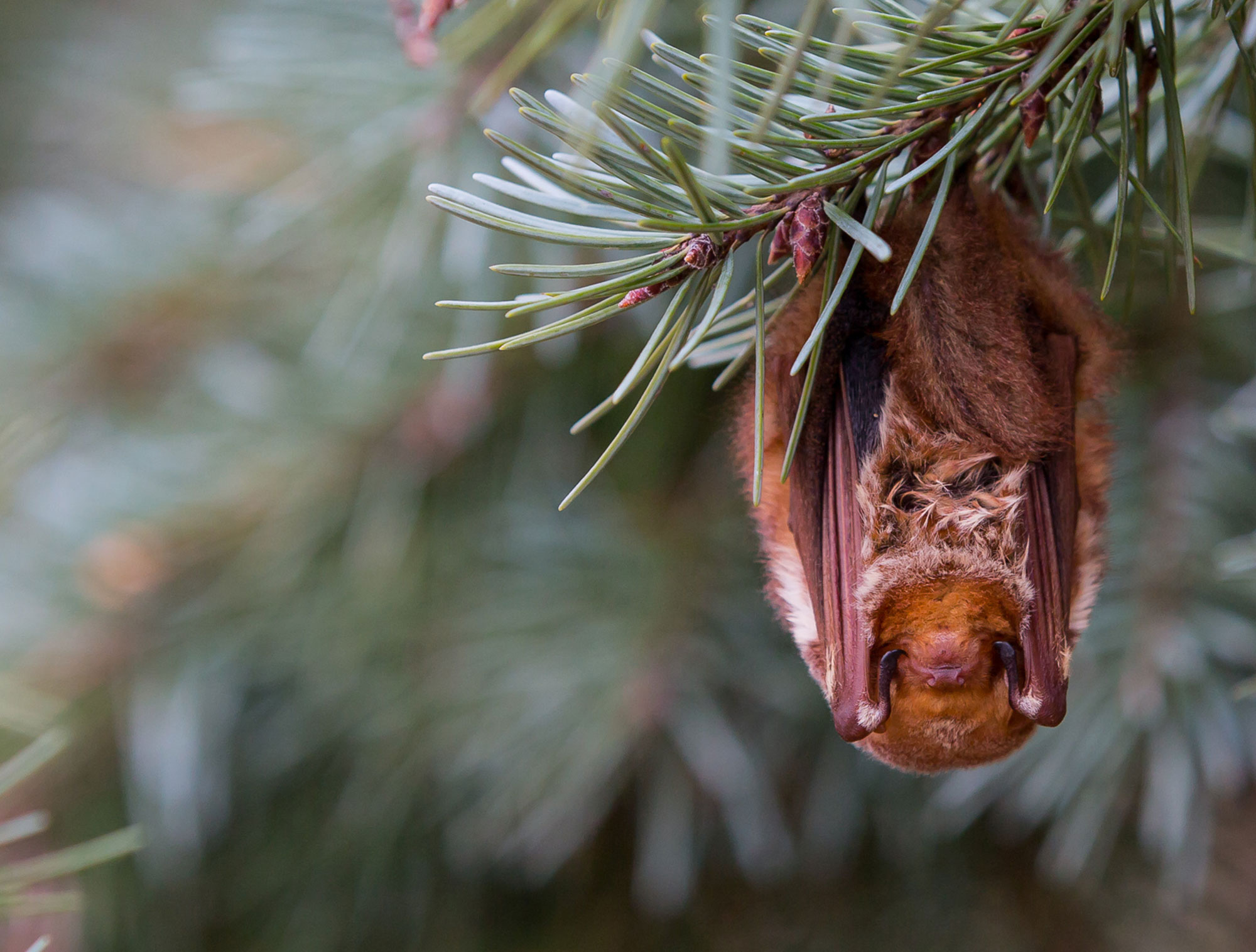 A bat hanging upside down from an evergreen branch.