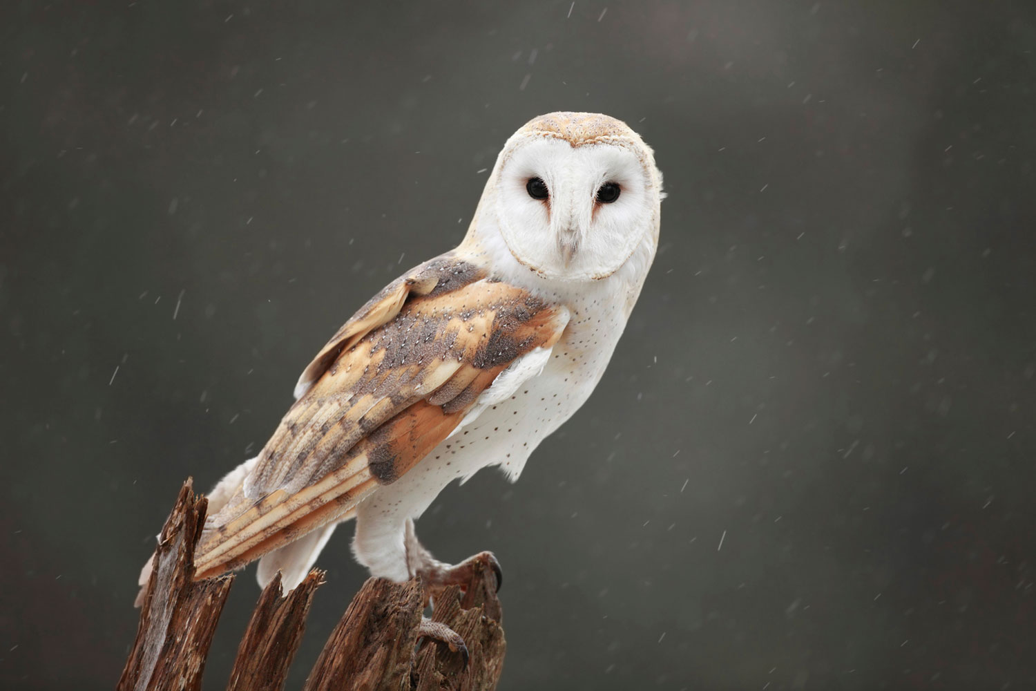 A barn owl on a stump