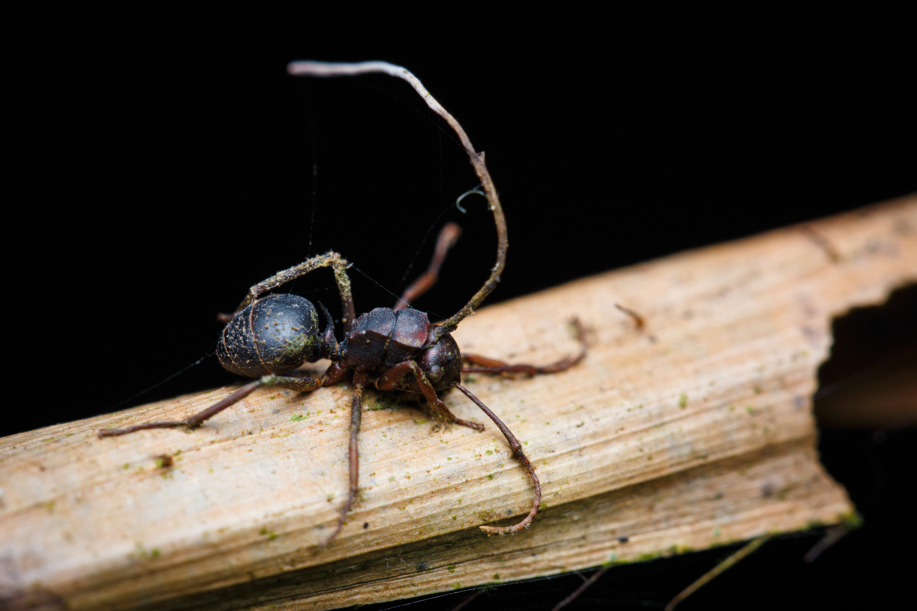 A 'zombie ant'