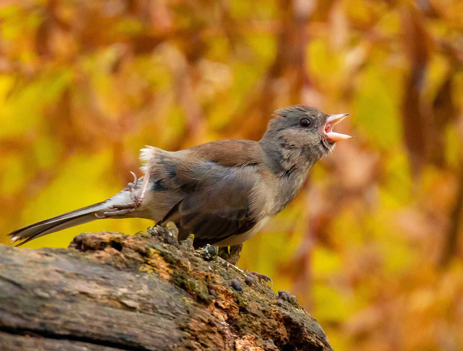 A dark-eyed junco squawking.