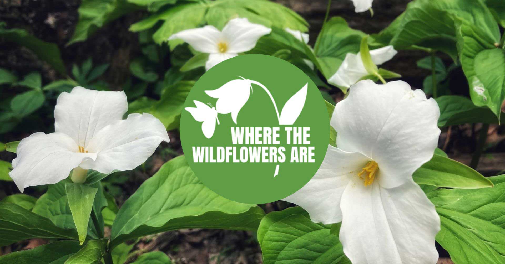 Great white trillium blooms on the forest floor. 