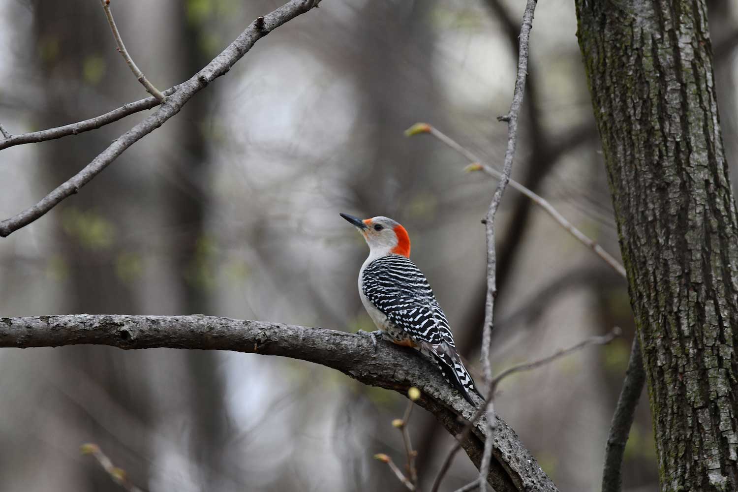 A red-bellied woodpecker on a tree branch.