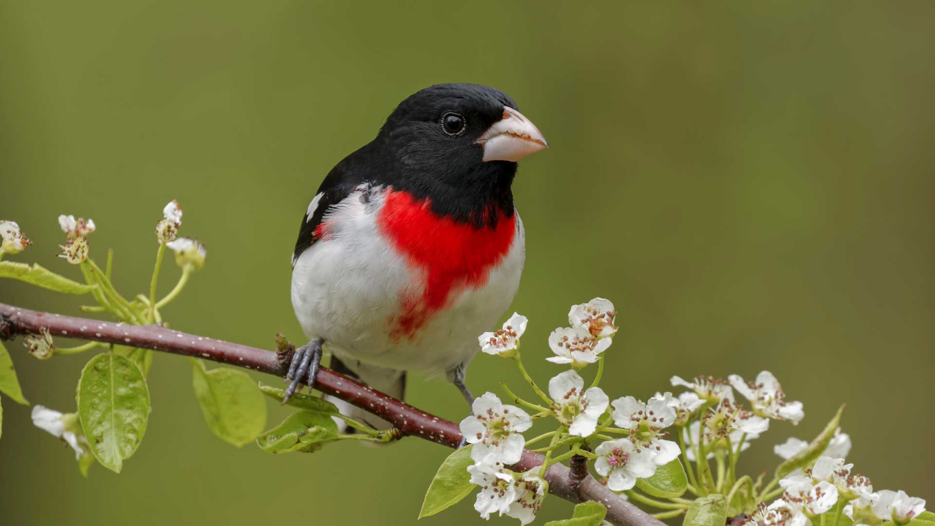 Male rose-breasted grosbeak perched on a flowering branch, showing black and white plumage with a deep red chest, set against a soft green background.