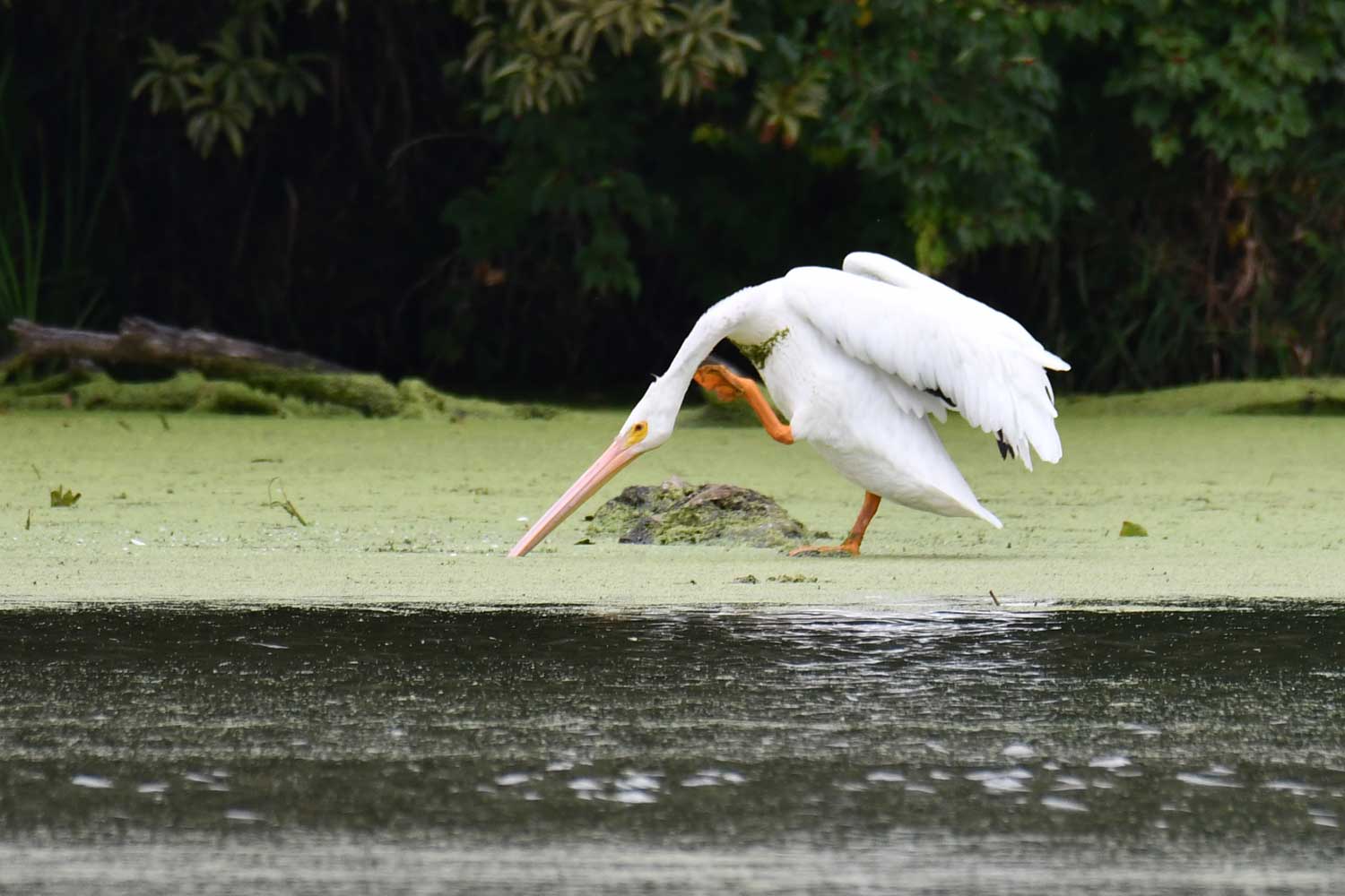 A pelican standing on rock just above the water's surface with one leg in the air and its bill tipped into the water.