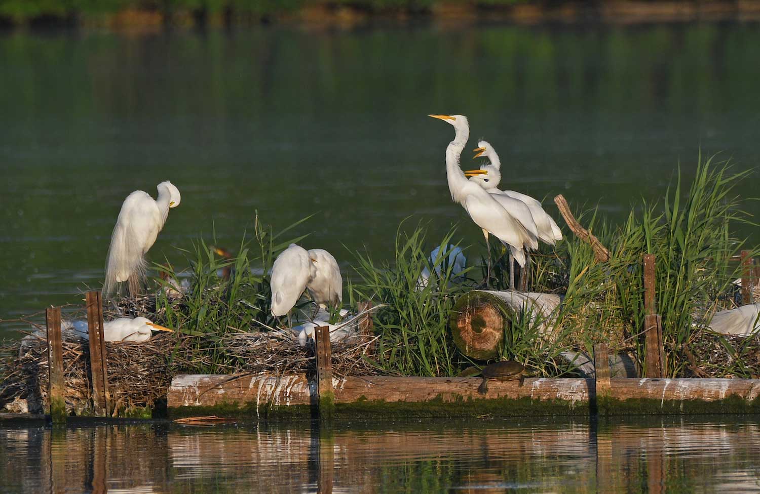 A group of great egrets standing at the water's edge.