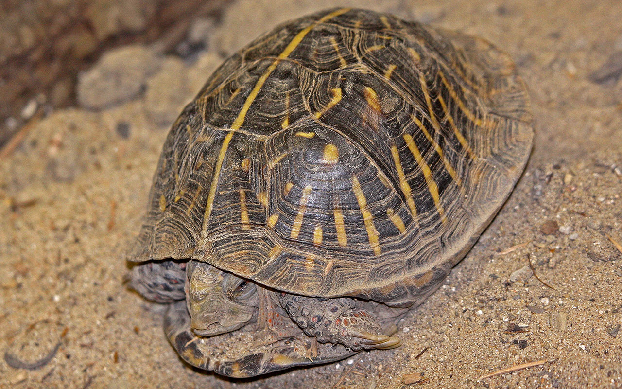 An ornate box turtle.