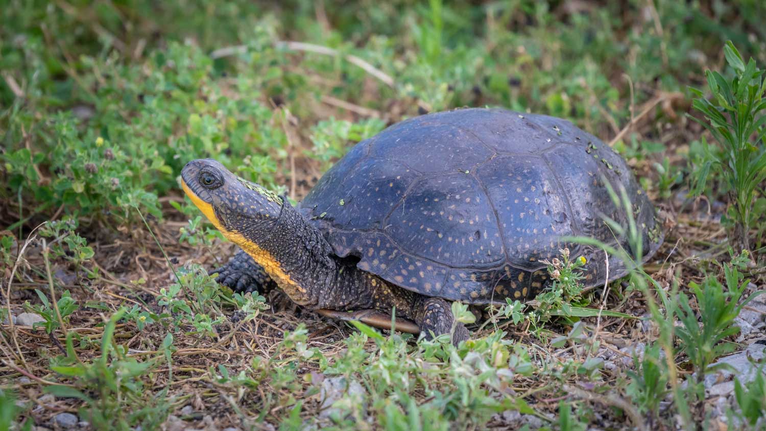 A Blanding's turtle on the ground.