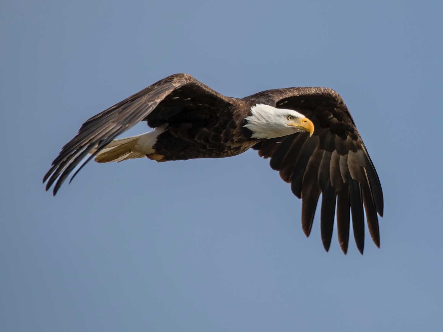 An eagle in flight in a cloudless blue sky.
