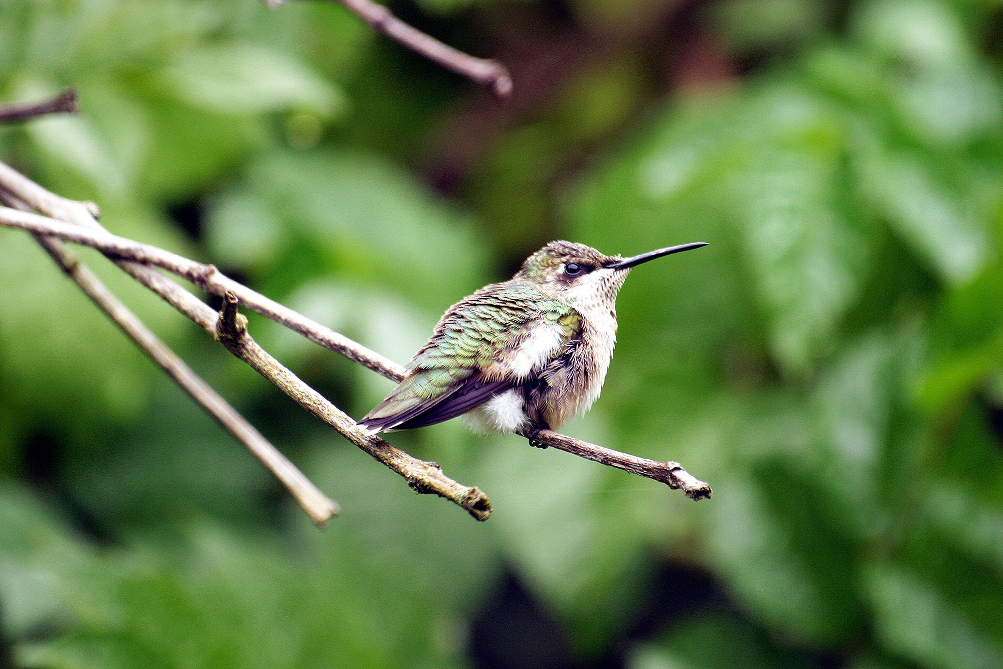 A ruby-throated hummingbird on a branch.