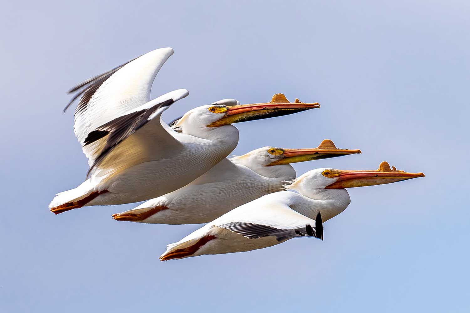 Three pelicans flying in synch.