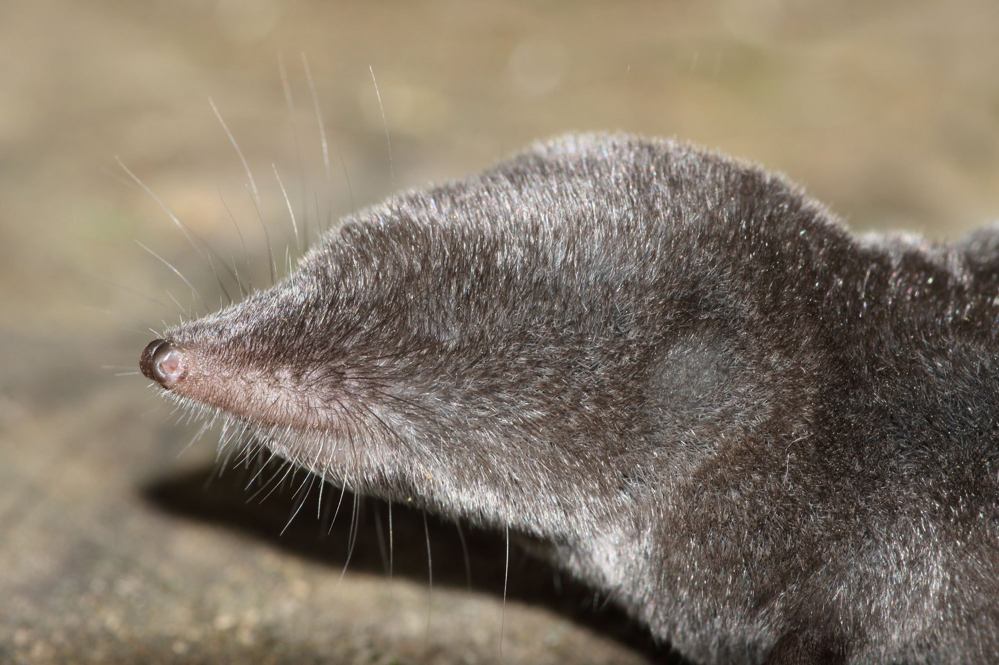 A short-tailed shrew on the ground.
