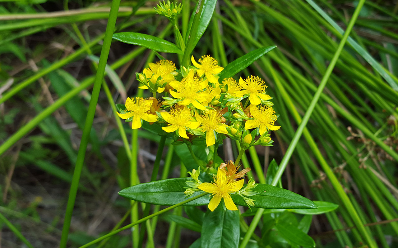 Shore St. John’s Wort.