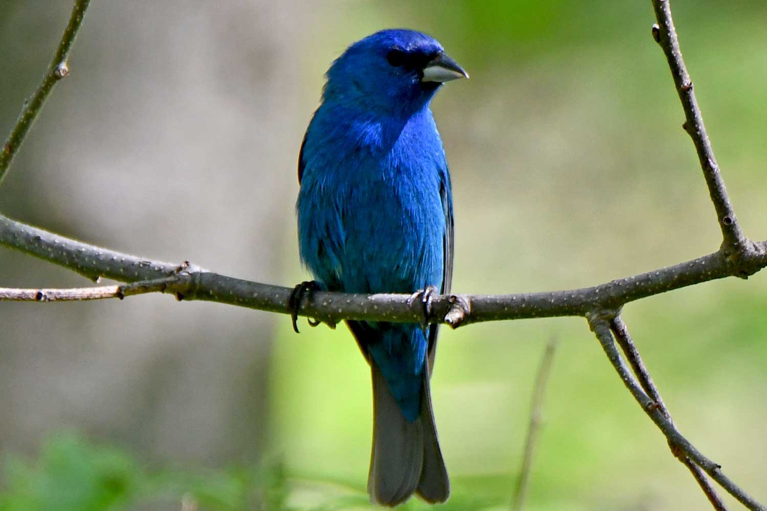 Indigo bunting perched on a branch.