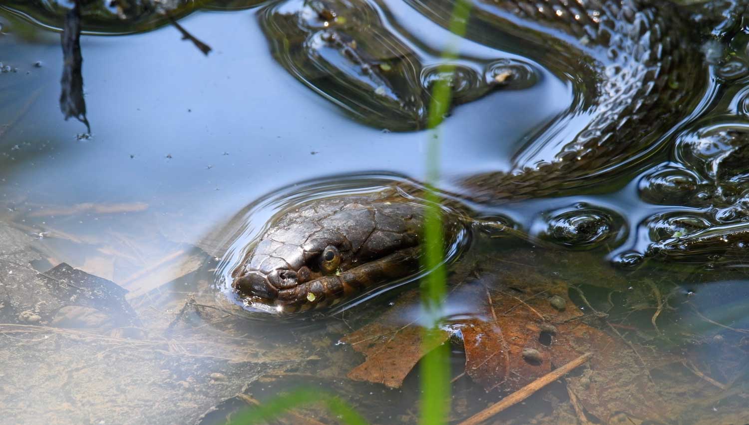 Northern water snake will escape below surface, but if it can't you should  expect plenty of biting - Cambridge Day