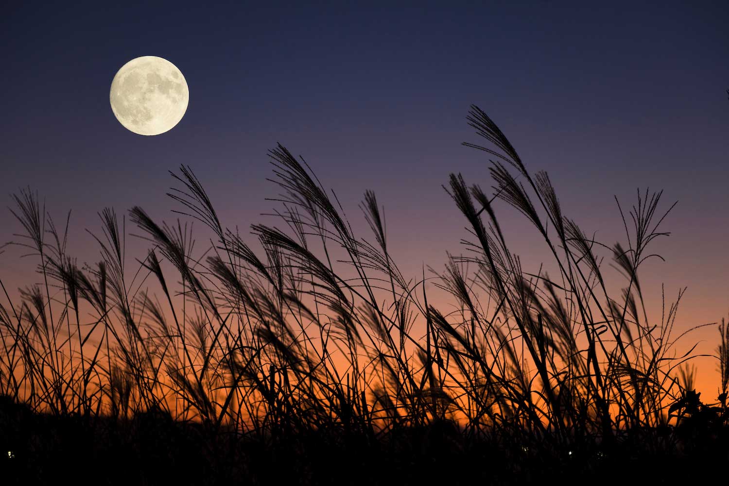 A full moon seen above grasses blowing in the breeze.