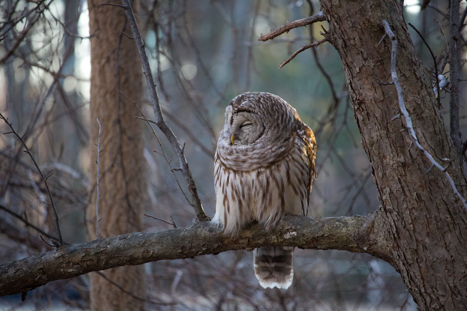A barred owl sleeping on a tree branch.