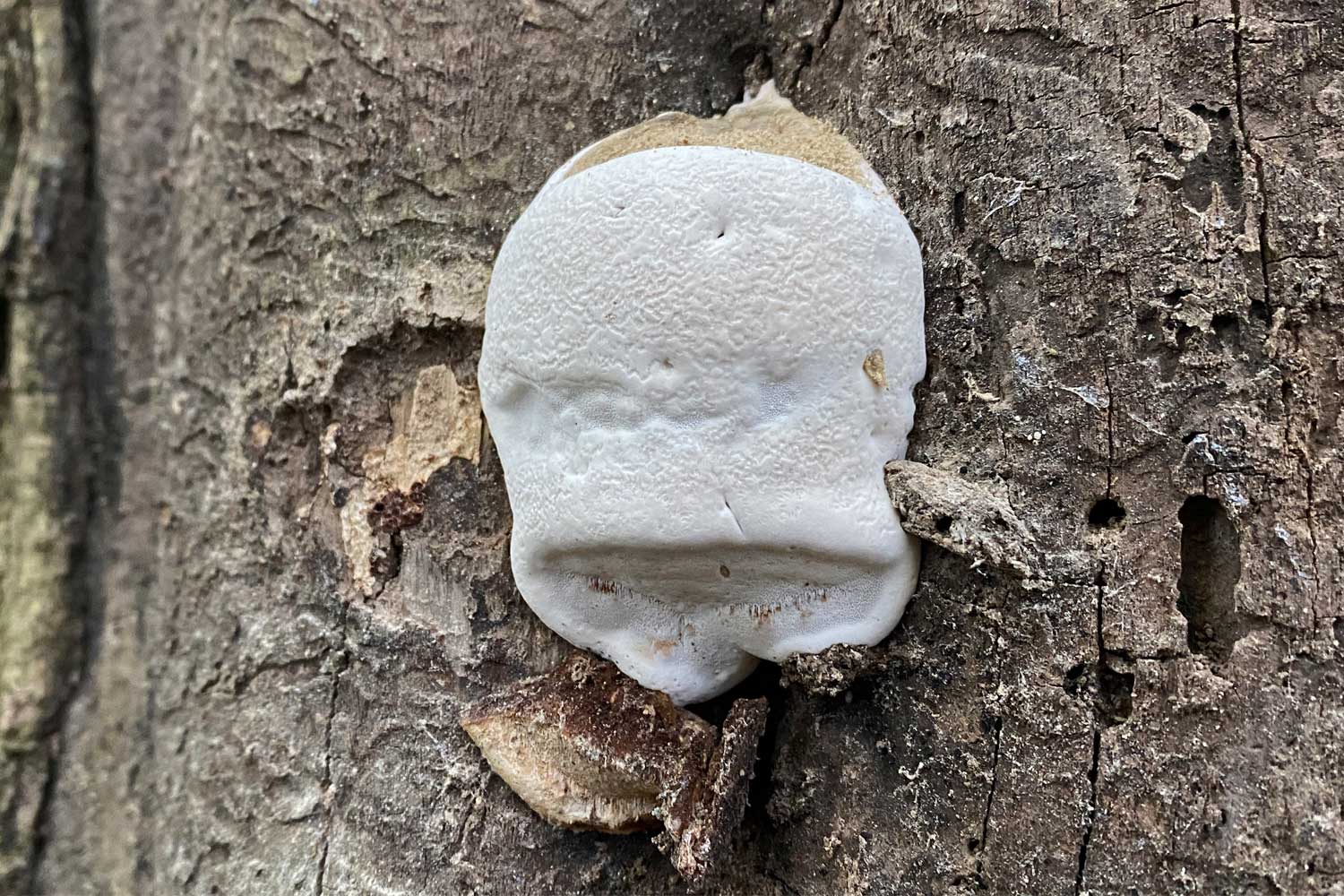 Artists bracket fungus on a tree.