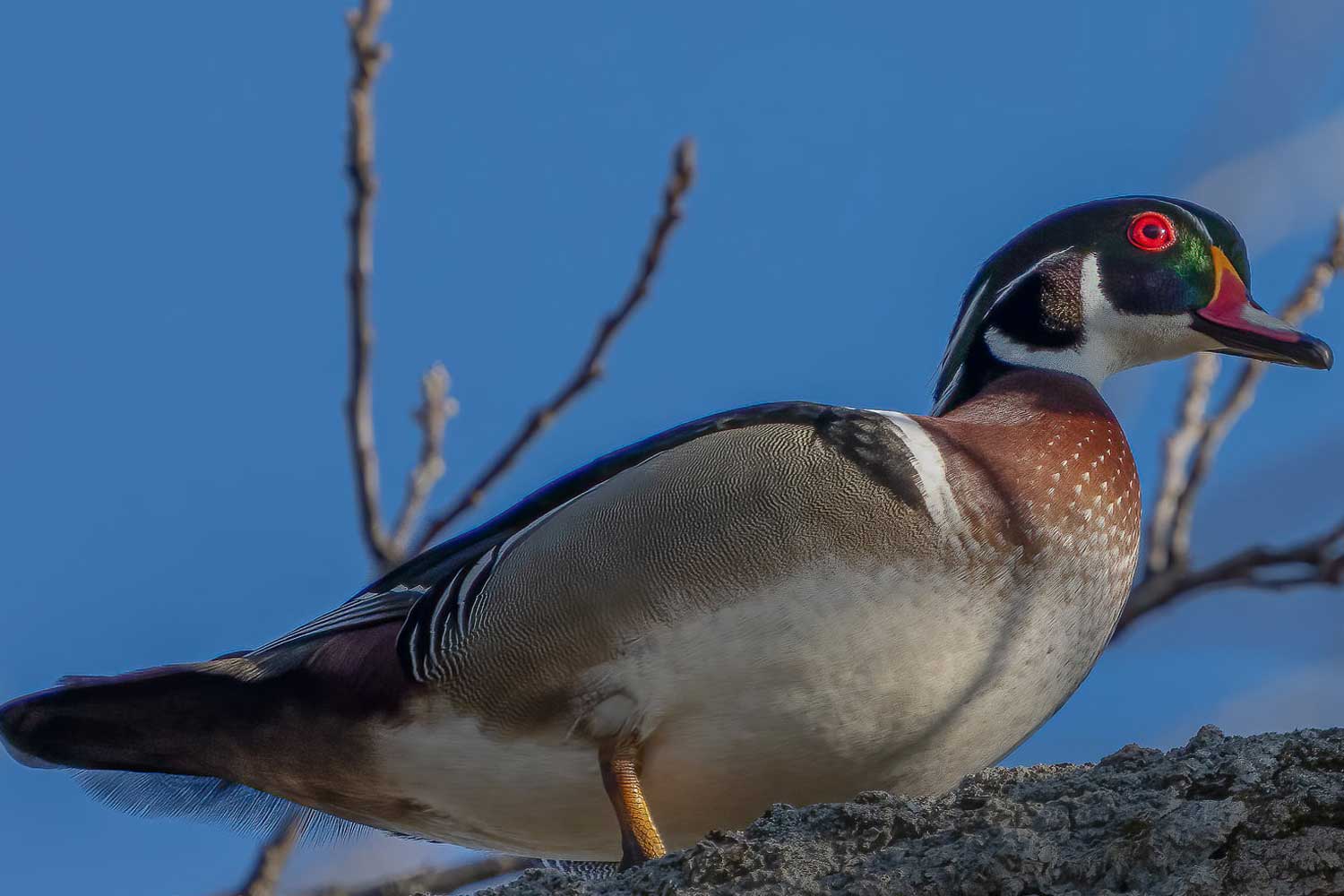 Wood duck standing on a branch in a tree.
