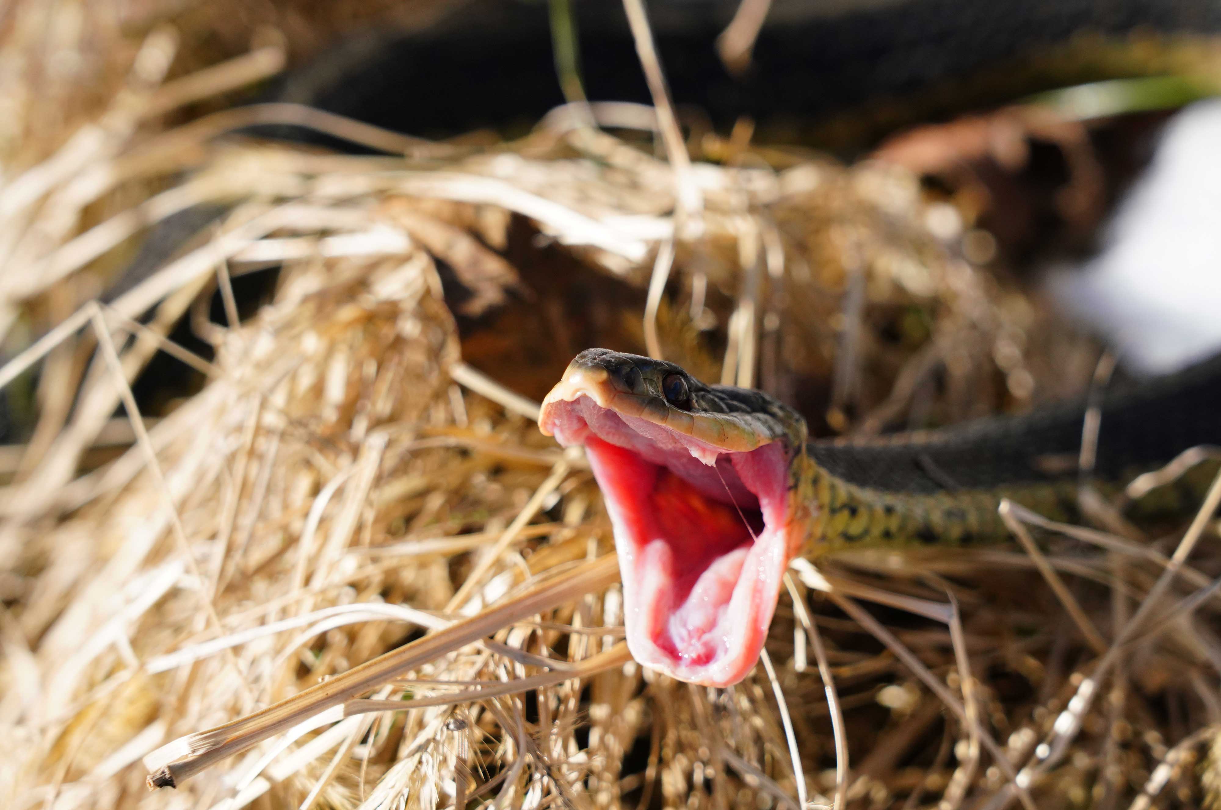 A common garter snake with its mouth open.