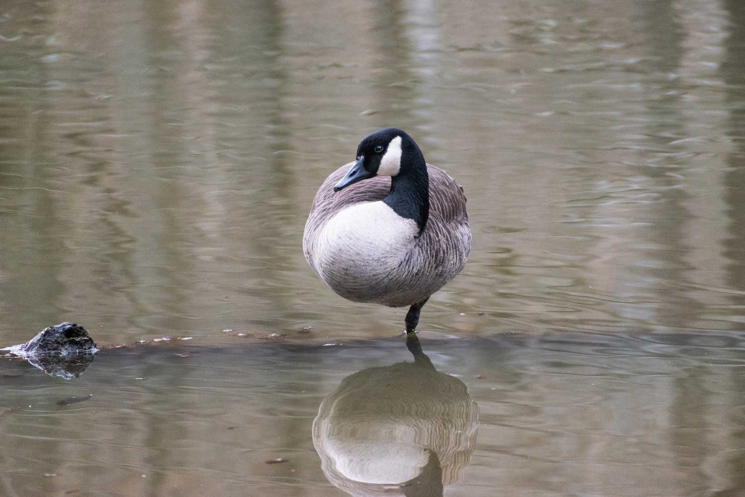 A Canada goose standing on one leg in shallow water.