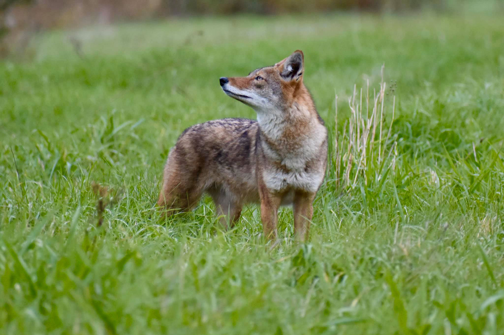 Coyote in field