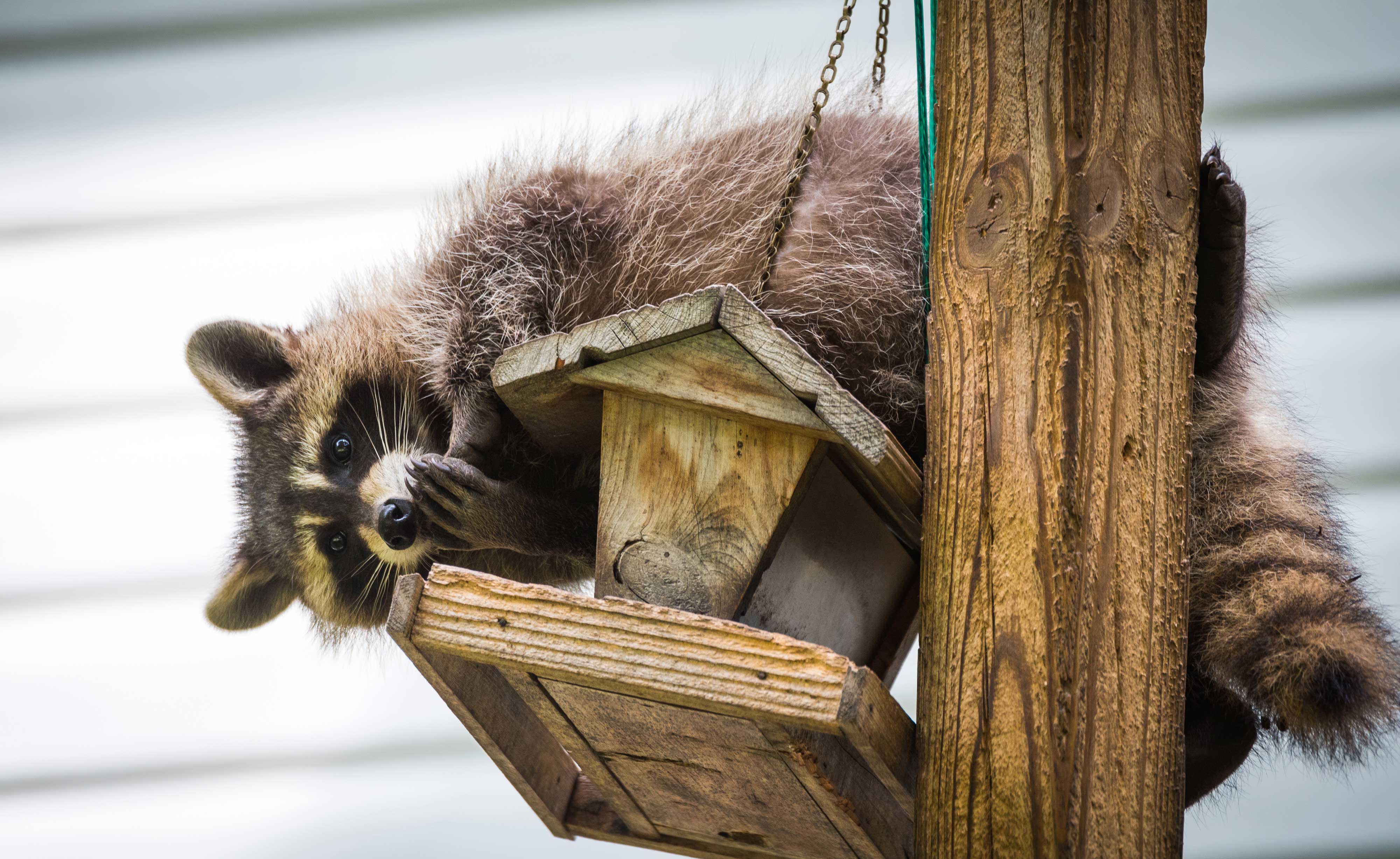 A raccoon on a bird feeder.
