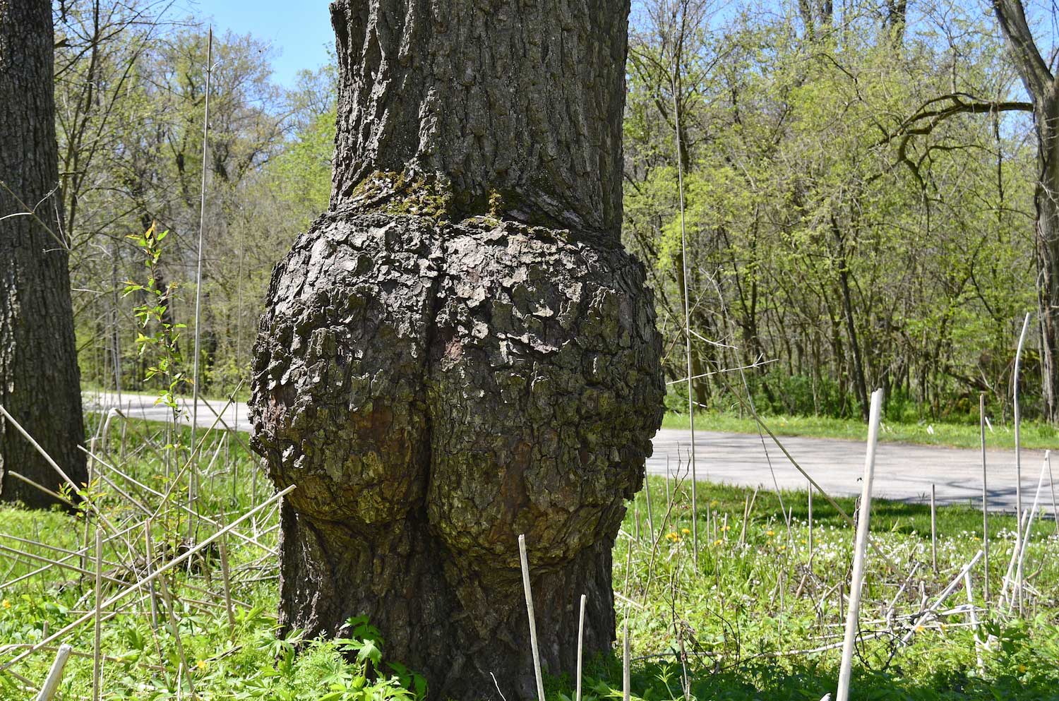 A tree burl that looks like a very big butt