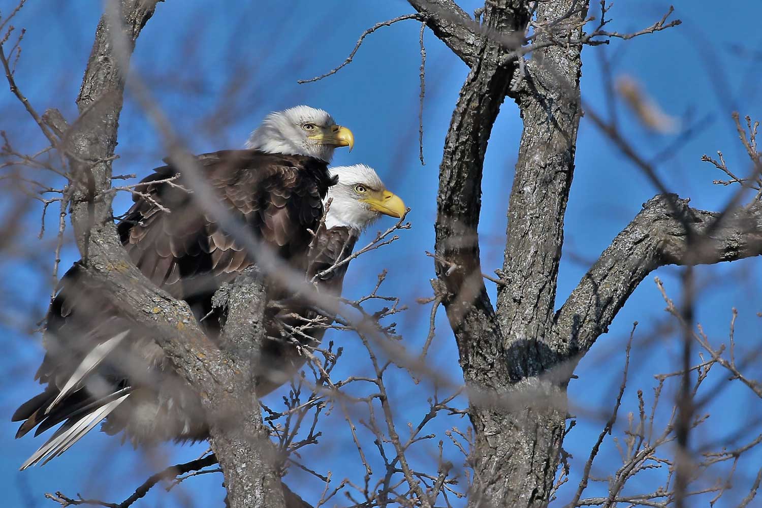 Two bald eagles in a tree.