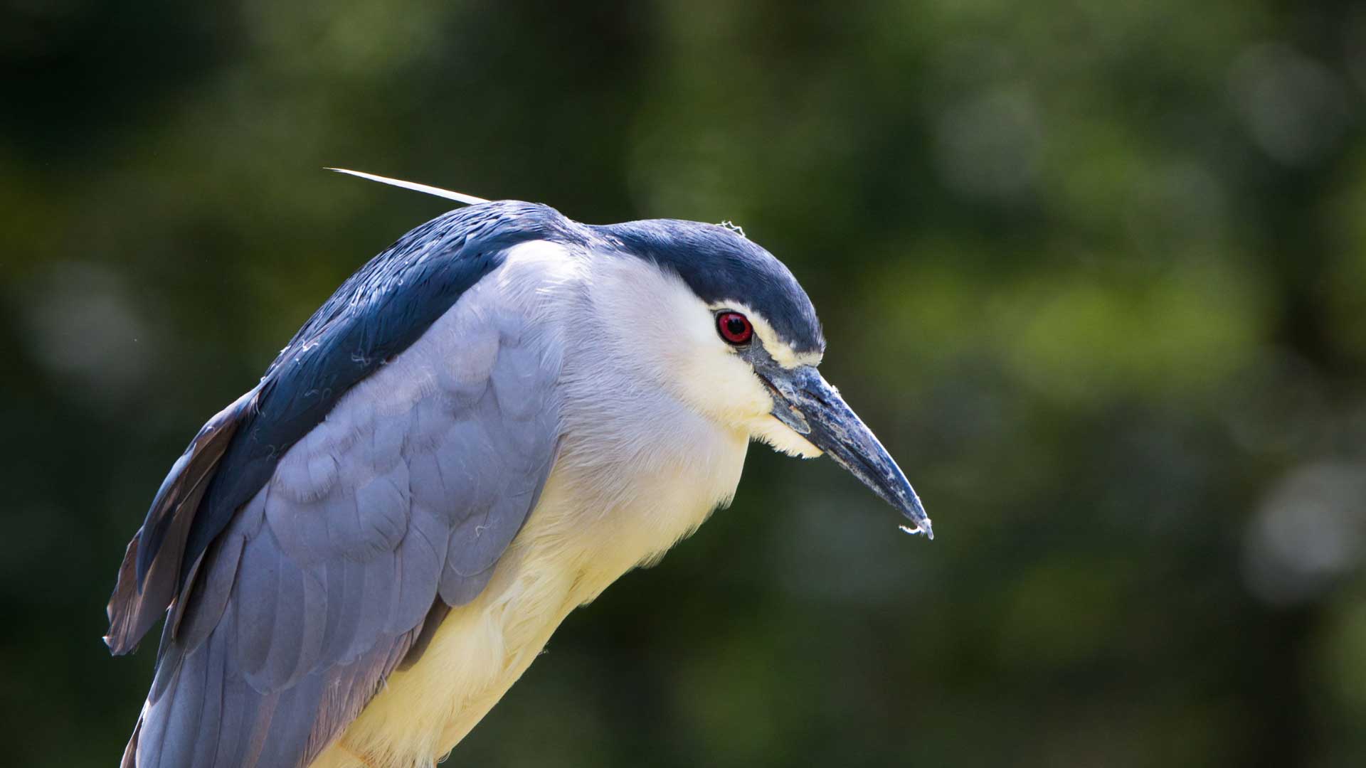 A close-up of a black-crowned night heron perched with its head lowered, showing off its distinctive red eye, dark crown, and sleek gray and white plumage against a blurred green background.