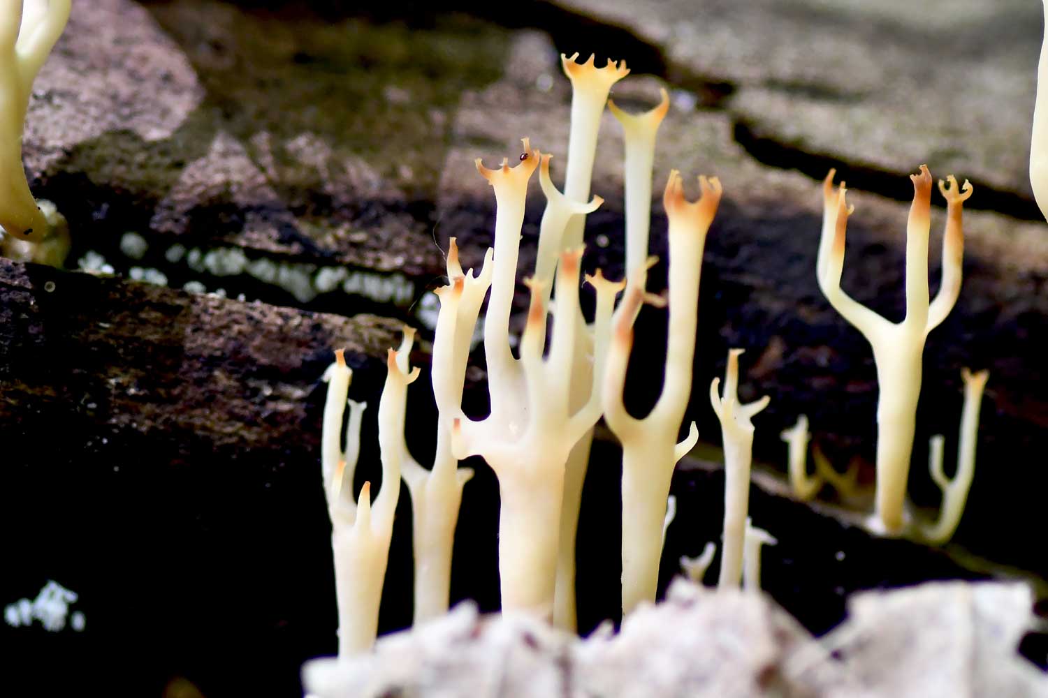 Crown tipped coral fungus on a log.