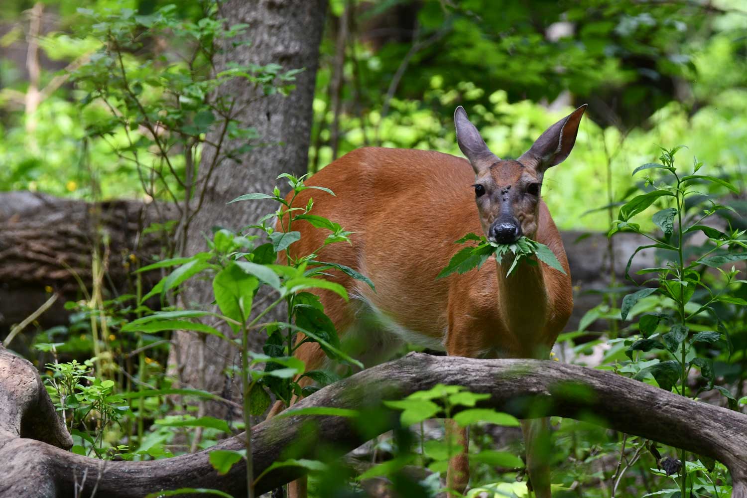 White tailed deer standing amongst grasses and fallen trees..