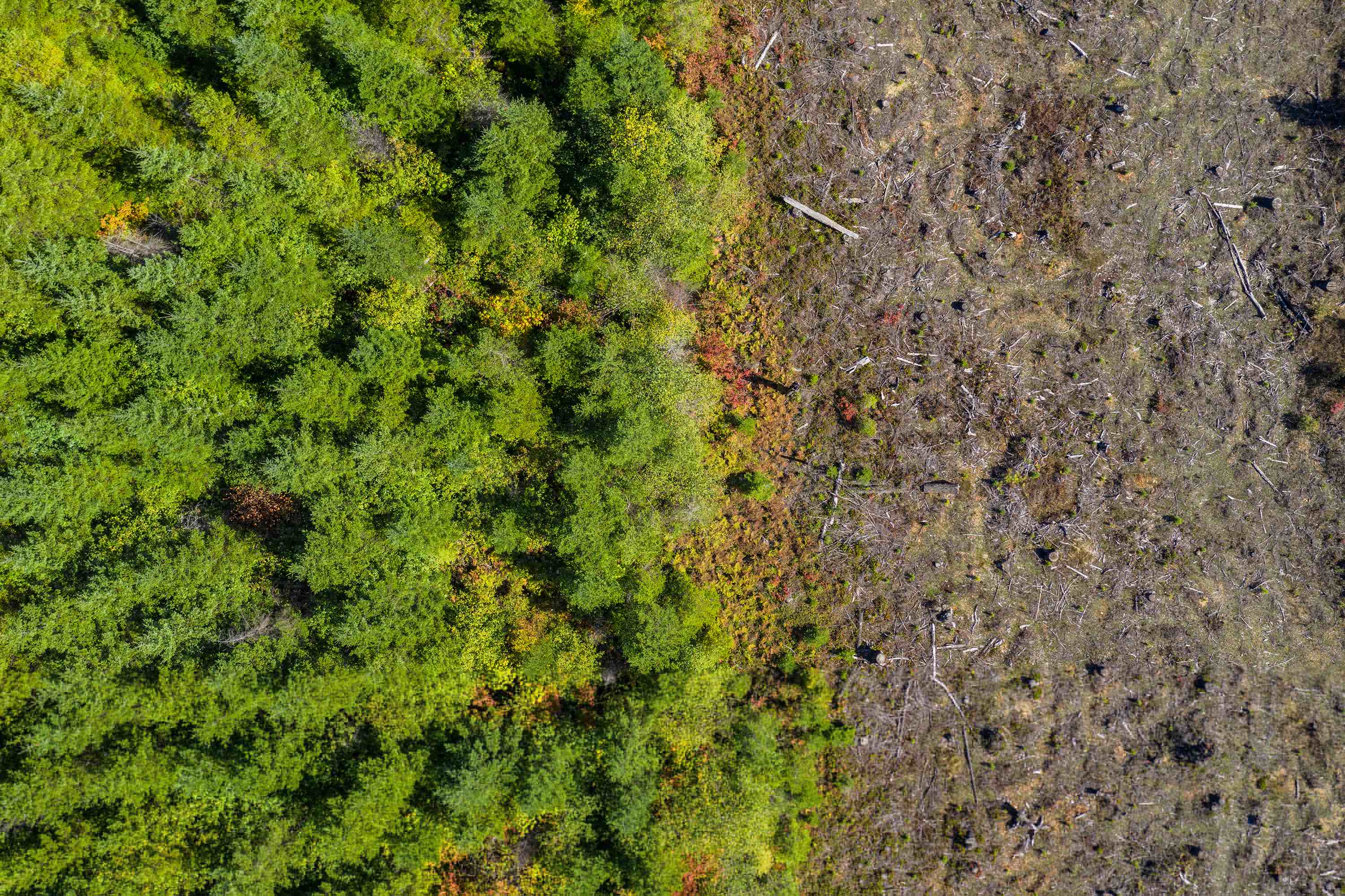 An aerial view of deforestation. 
