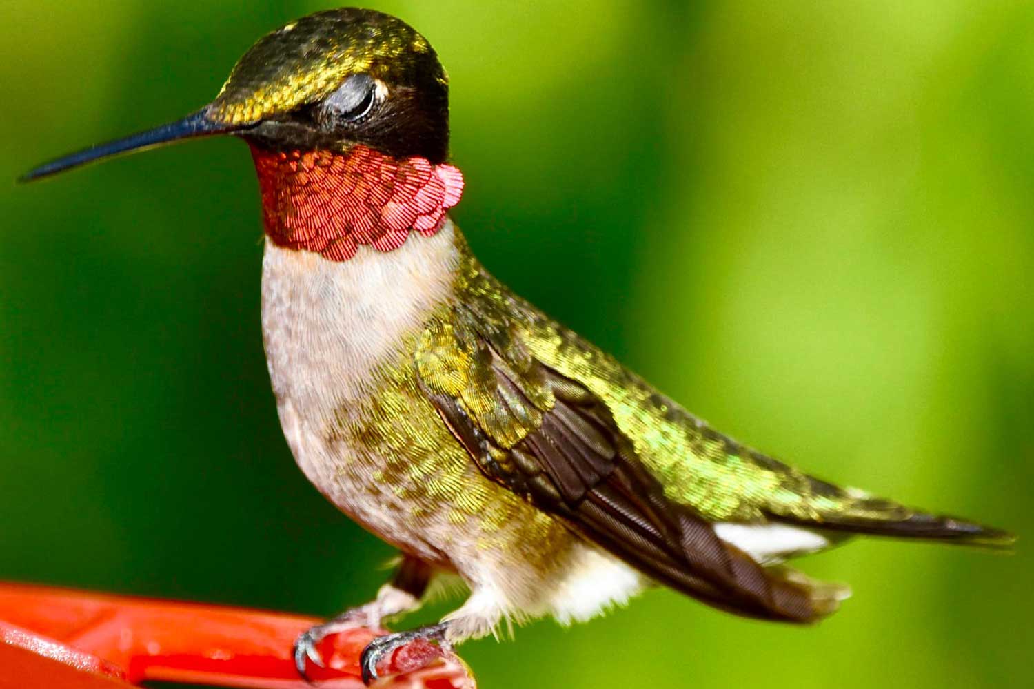 Hummingbird perched on a feeder.