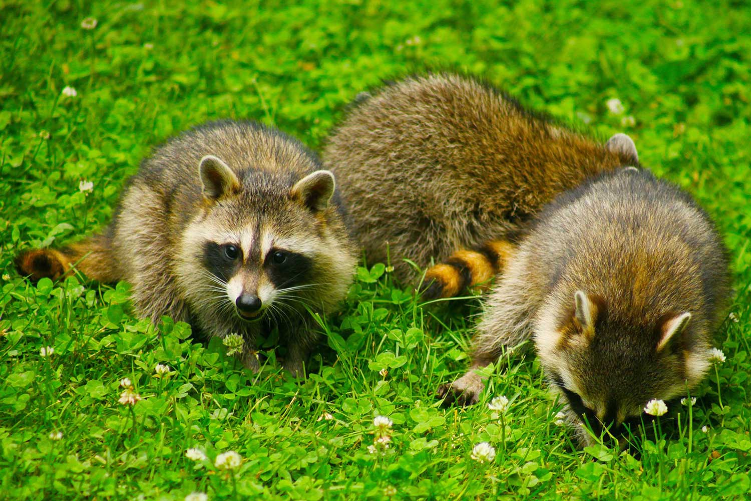 Three raccoons in the grass.